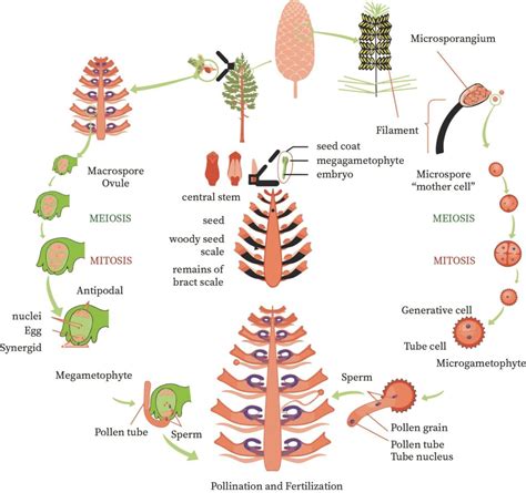 The Life Cycle Of Gymnosperms - Sciencing - muktibox.com