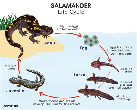The Life of a Salamander - Baltimore Woods - muktibox.com