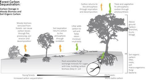 The limits of forest carbon sequestration | Science - raincitystudios.com