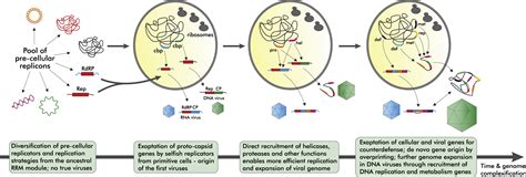 The logic of virus evolution: Cell Host & Microbe - muktibox.com