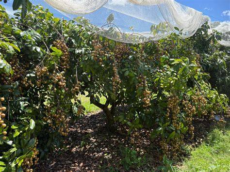The Longan Farm | Narangba QLD - raincitystudios.com
