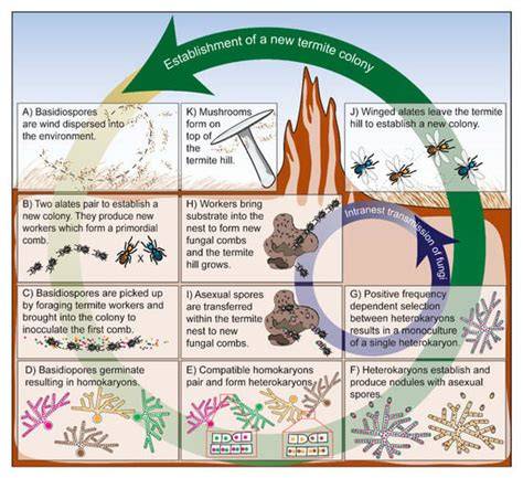The Longevity of Colonies of Fungus-Growing Termites … - raincitystudios.com