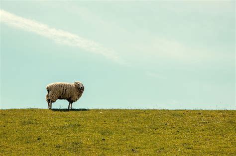 THE LOST SHEEP - Congregational Presbyterian Church