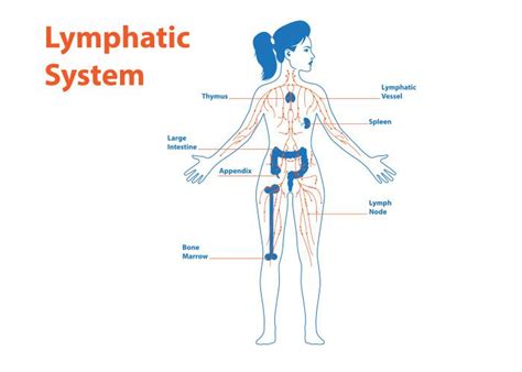 The lymphatic system - Leukaemia Foundation - muktibox.com