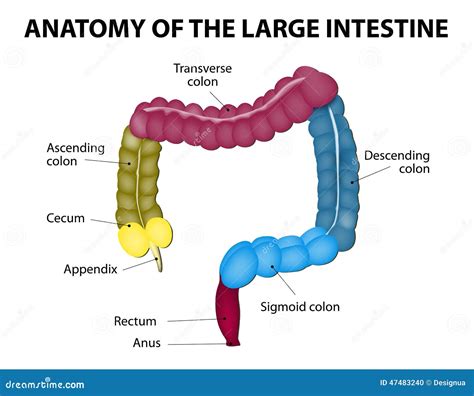 THE Large Intestine - THE LARGE INTESTINE tis about 150-180 cm …