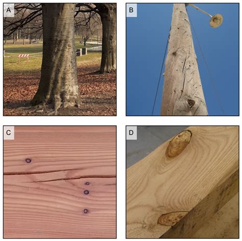 The Macroscopic Structure of Wood - MDPI - raincitystudios.com