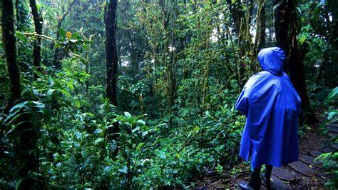 The Magic of Cloud Forests: A Haven for … - raincitystudios.com