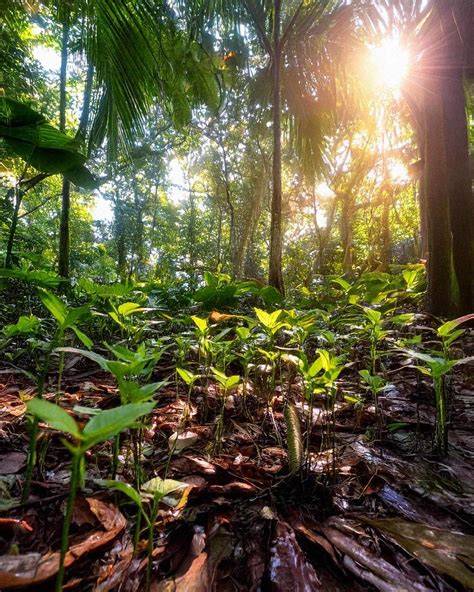 The Magic of Natural Regeneration: How Your Forest Renews Itself - raincitystudios.com