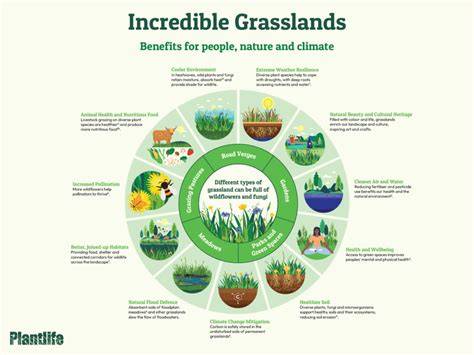 The Many Benefits of Grasslands | World Resources Institute - raincitystudios.com