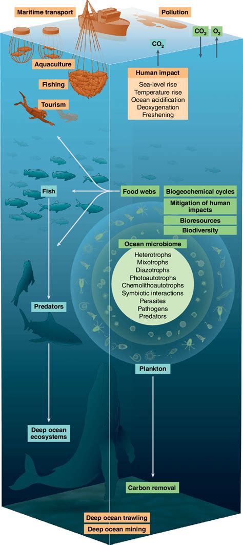 The Marine Microbiome | Springer Nature Link - raincitystudios.com