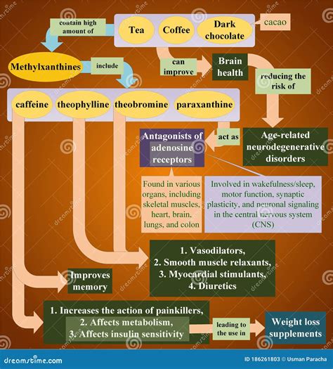 THE METABOLISM OF METHYLXANTHINES AND THEIR RELATED …