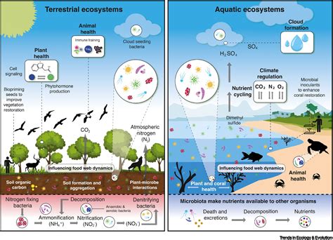 The Microbial Ecology of Estuarine Ecosystems - Annual Reviews - raincitystudios.com