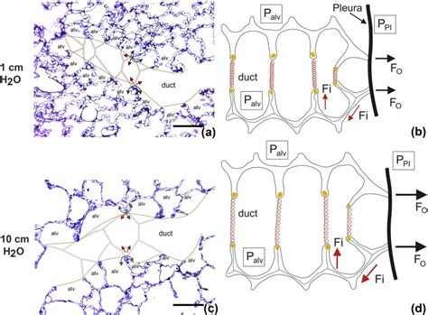 The micromechanics of lung alveoli: structure and … - raincitystudios.com