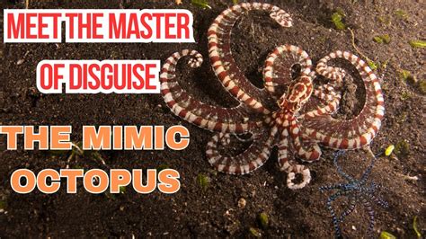 The Mimic Octopus: Master of Disguise - Nature - muktibox.com