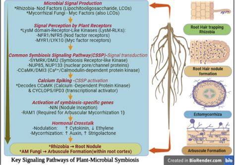 The Molecular Mechanisms of Plant-Fungal Symbiosis: Insights - raincitystudios.com