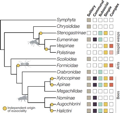 The molecular substrates of insect eusociality - PMC - muktibox.com