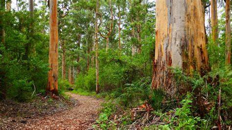 The monsoon forests of the Admirality Gulf, Western Australia - raincitystudios.com