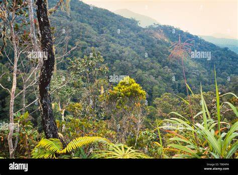 The Montane Vegetation - raincitystudios.com