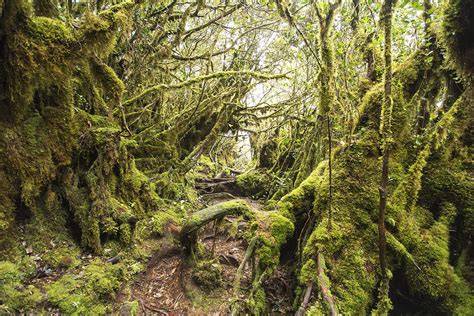 THE MOSSY FOREST OF GUNUNG IRAU - Hiking Malaysia - raincitystudios.com