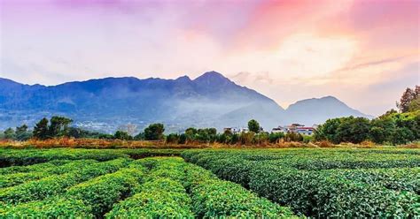 The Most Beautiful Tea Plantations in China - Culture Trip - balustradellc