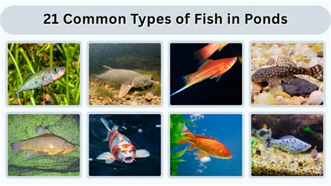 The Most Common Pond Types for Fish … - raincitystudios.com