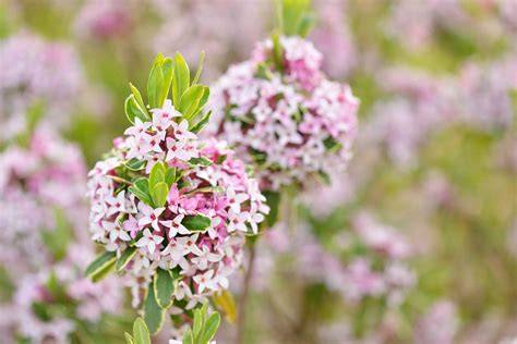 The Most Fragrant Shrubs - Types of Shrubs | HGTV - raincitystudios.com