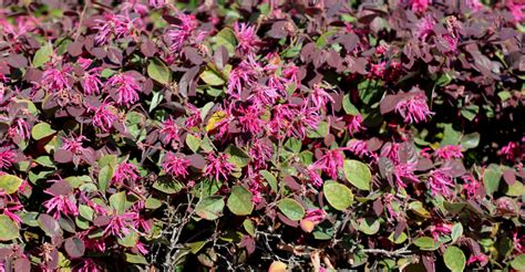 The Most Overplanted Shrubs In North Carolina And Better Low ... - raincitystudios.com