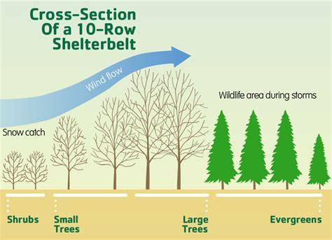 The Most Popular Trees for Windbreaks and Shelterbelts - raincitystudios.com