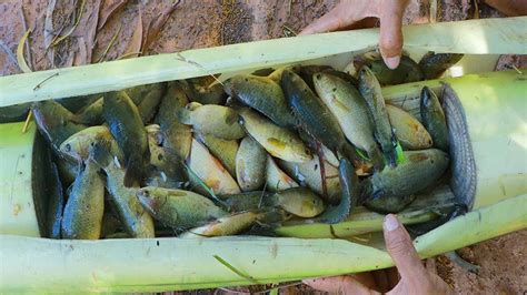the most powerful fish trap in the world - balustradellc