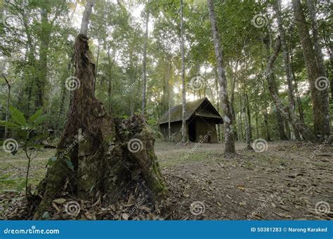 the mystery of the forest behind the old cottage#forest#animals#tiger# ... - balustradellc
