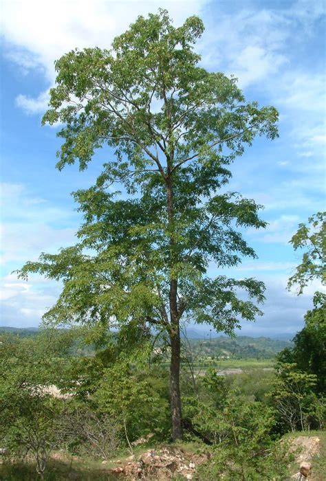 The Narra (Pterocarpus indicus), the national tree of the Philippines ... - raincitystudios.com