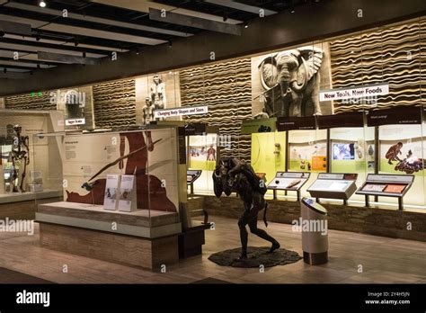 The natural history of social bonds - Silk - 2025 - Annals of the New ... - balustradellc