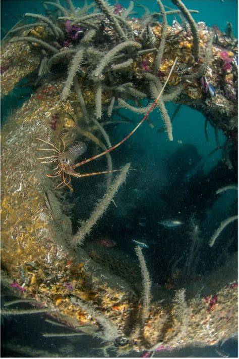 The necessity of connectivity in marine restoration … - raincitystudios.com