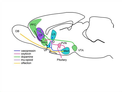 The neural mechanisms and circuitry of the pair bond - balustradellc