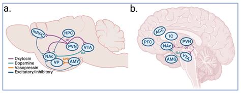 The Neurobiology of Social Bonding and Attachment - balustradellc