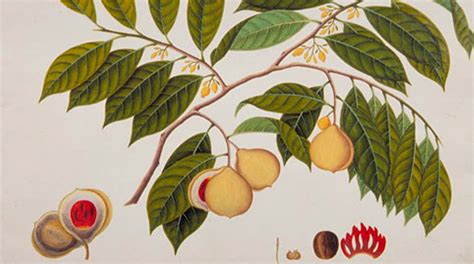 The Nutmeg Wars - Neatorama - wintechmobiles.com