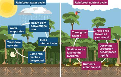 The nutrient cycle in the rainforest - Internet Geography - raincitystudios.com