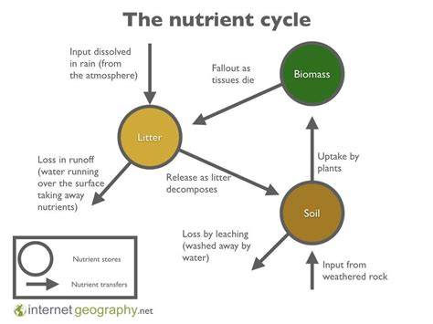 The nutrient cycle - NSW National Parks and Wildlife Service - raincitystudios.com