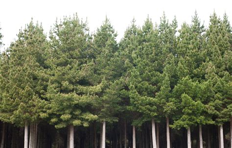 The NZU market - Canopy - balustradellc
