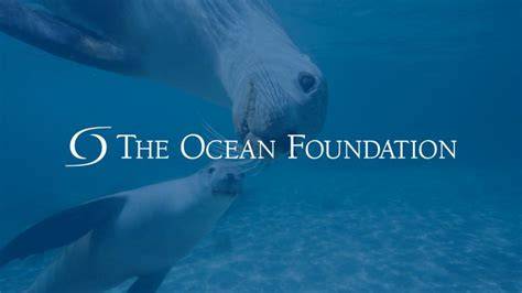 The Ocean Foundation - Melayani Lingkungan Lautan Global - raincitystudios.com