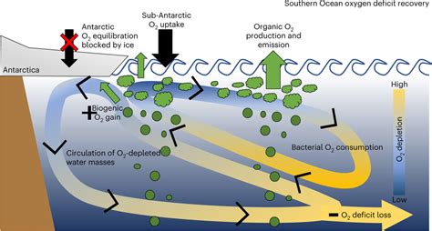 The Oceanic Oxygen Cycle - raincitystudios.com