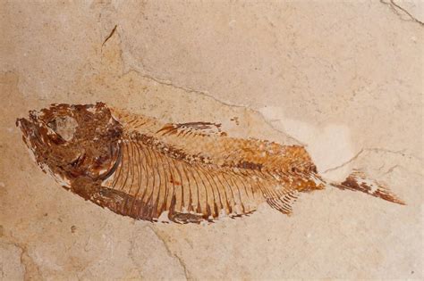 The Oldest Deep-Sea Fish Discovered in Fossil Traces - muktibox.com