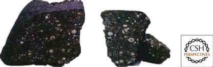 The Organic Composition of Carbonaceous Meteorites: The Evolutionary ... - wintechmobiles.com