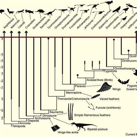 The Origin and Diversification of Birds - ScienceDirect - muktibox.com