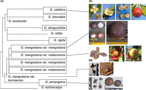 The origin of cultivated mangosteen (Garcinia mangostana L. var ... - raincitystudios.com