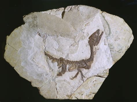 The Paleontological Heritage as a Mean for Territorial ... - Springer - wintechmobiles.com