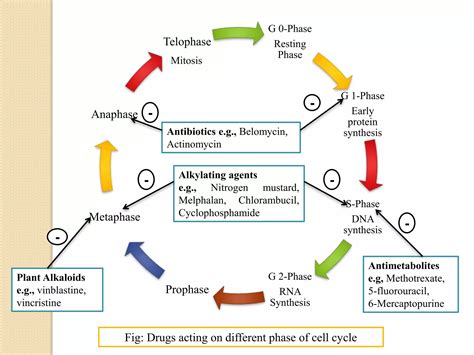 The pathophysiology of the cell cycle in cancer and treatment ... - muktibox.com