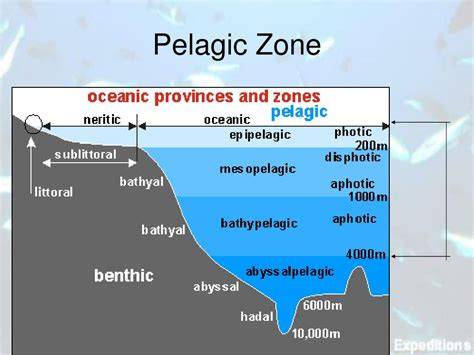 The Pelagic Zones of the Ocean - Eclipse Optics - raincitystudios.com