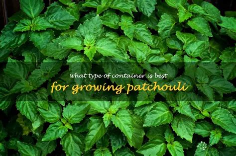 The Perfect Container For Growing Patchouli: A Guide … - balustradellc