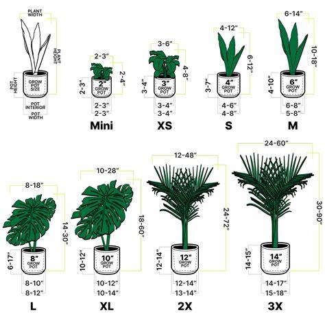 The Perfect Pot Size Chart for Every Plant You Own - raincitystudios.com
